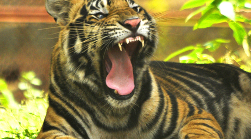 Odisha reconstitutes State Board for Wildlife