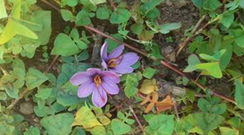 Saffron bowl of India extends to the North East