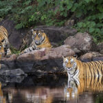 UNESCO-declares-Panna-Tiger-Reserve-a-biosphere-reserve